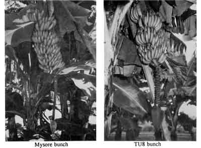 Photos of Mysore and TU8 banana bunches.