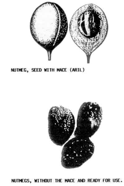 Photos of nutmegs and mace.