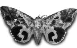 Othreis fullonia