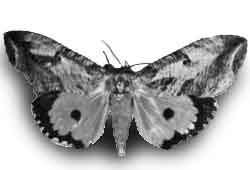 Othreis materna