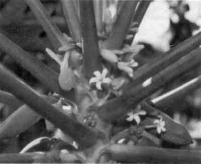 Photo of hermaphrodite flowers