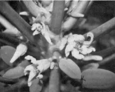 Photo of female flowers