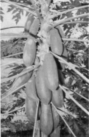 Photo of fruits of a hermaphrodite tree