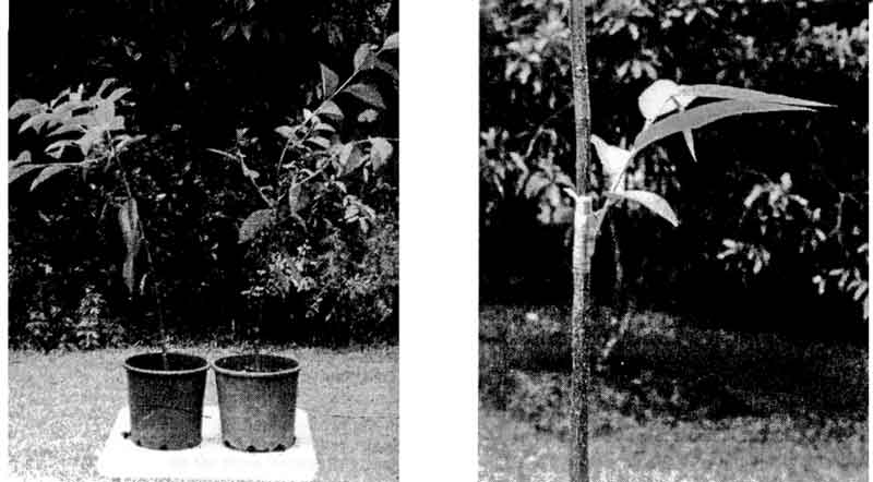 Photo of Pond Apple rootstocks in pots and a Bullocks Heart shot on a Pond Apple rootstock.