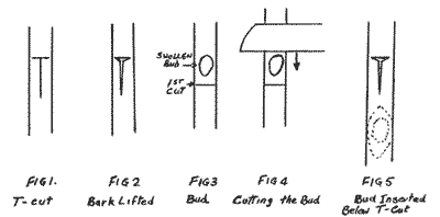 Sketches showing the steps of preparing a pistachio bud graft.