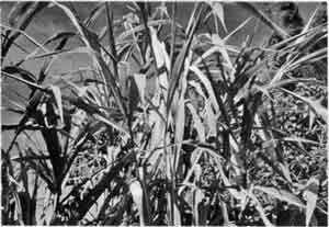 Photo of Saccharum edule