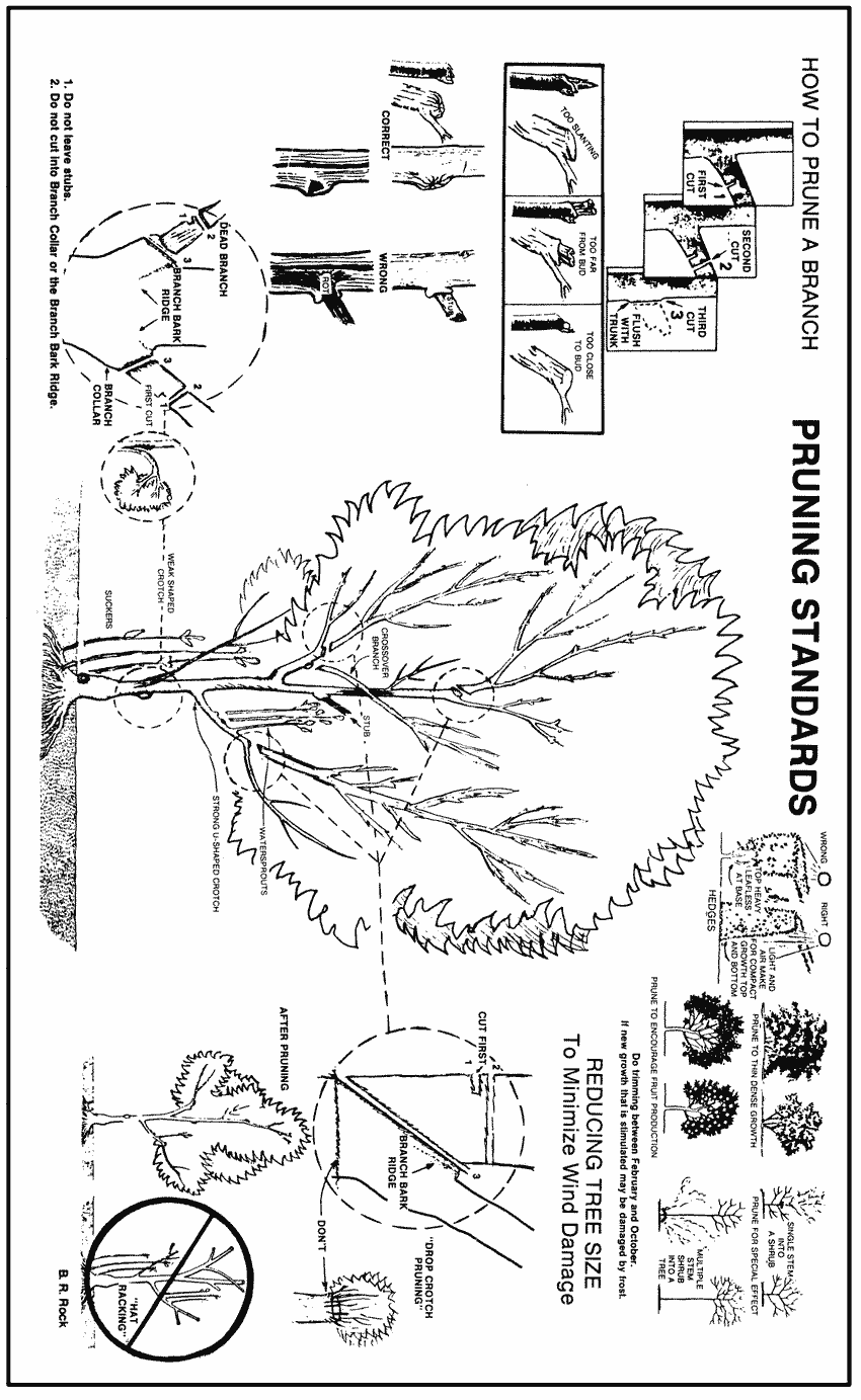 drawings of pruning procedures