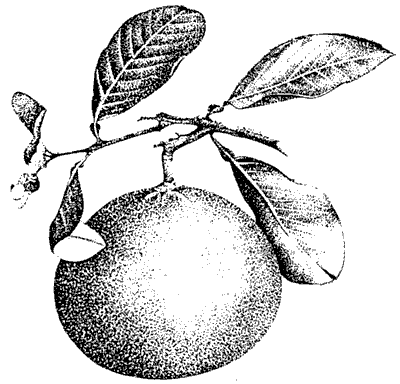 Drawing of pummelo