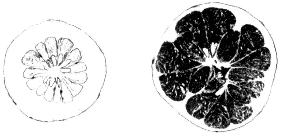 Drawing of undesirable pummelo features