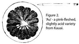 Drawing of Au pummelo