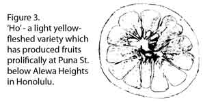 Drawing of Ho pummelo