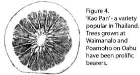 Drawing of Kao Pan pummelo