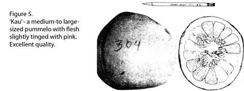 Drawing of Kao pummelo