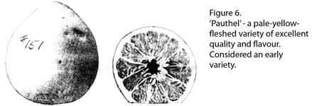 Drawing of Pauthel pummelo