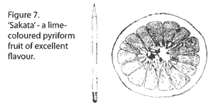 Drawing of Sakata pummelo