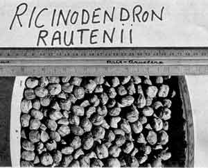 Photo of a box of Mungongo Nuts