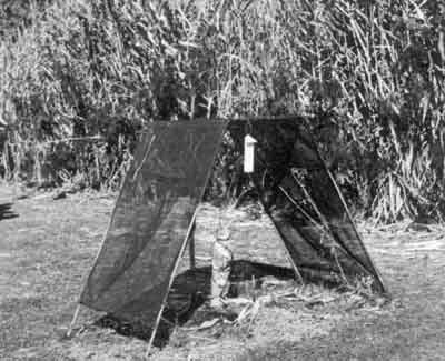 Photo of Rambutan shade house