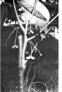 Scion grafted on rootstock