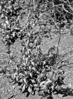 Photo of Rungia klossii