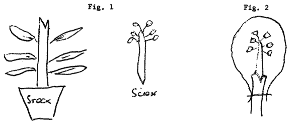 Sketches of stock and scion for wedge graft.