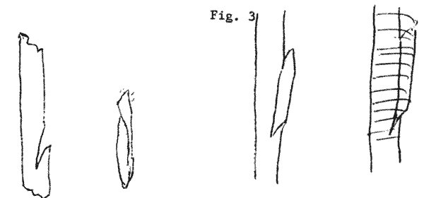 Sketches of stock and scion for side veneer graft.