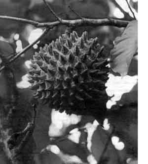 Photo of Soncoya fruit.