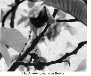 Photo of Soncoya leaves and fruit cut open.