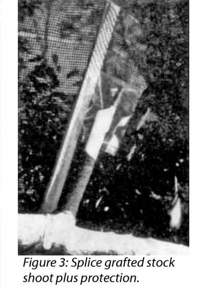 Photo of splice grafted stock plus protection.