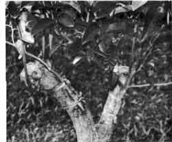 Two approach grafts on a Star Apple