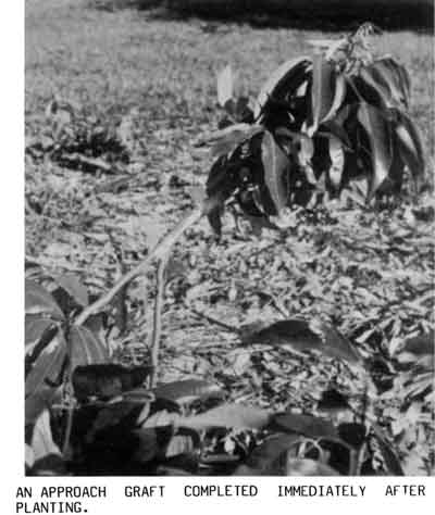 Photo of an approach graft on a Tai So Lychee shoot.