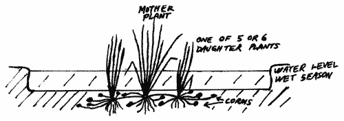 Sketch of growth habit