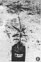 A mango sapling successfully propagated by wedge grafting.