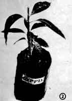 The apical end of the rootstock is removed.