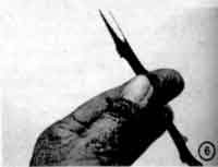 Photo of the prepared scion