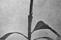 The scion inserted into the rootstock