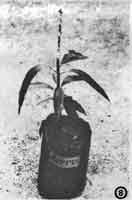Photo of small mango tree with a new graft