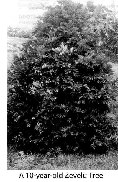 Photo of Zevelu tree.