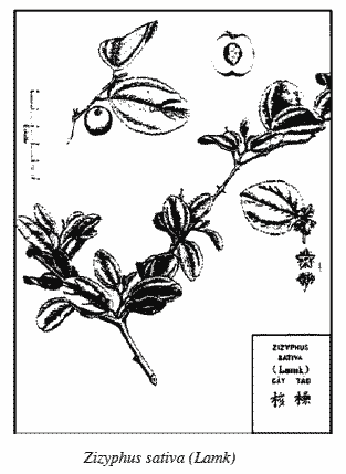 Drawing of Jujube twig and fruit.