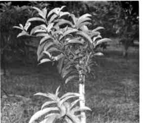Sapodilla grafted with side veneer