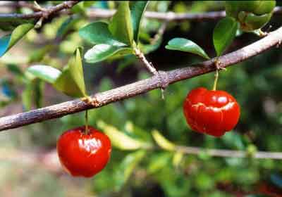 Acerola photo