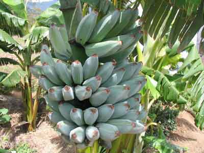 Star Apple photo
