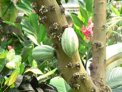 Cacao photo