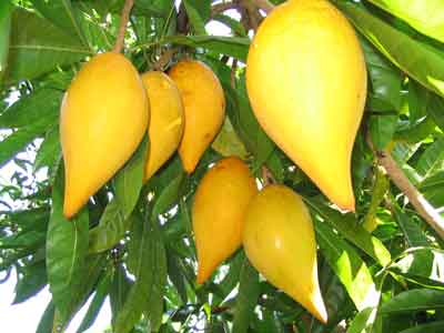 Jaboticaba photo