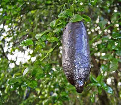 Sapodilla photo
