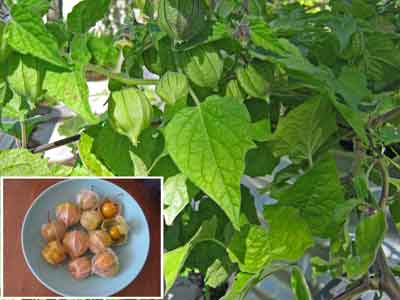 Cape Gooseberries photo