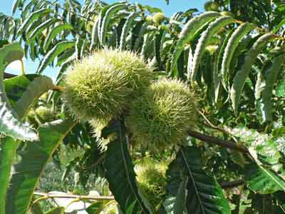 Chestnuts