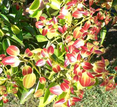 Cinnamon photo