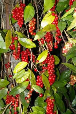 Herbert River Cherry photo