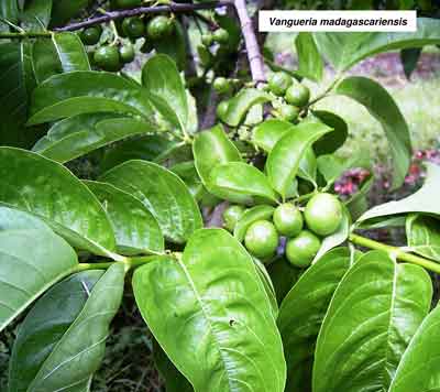Vangueria photo