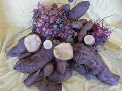 Quandong photo